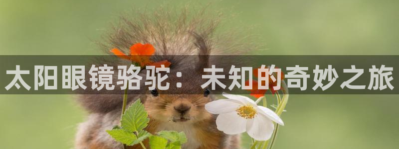 新宝5苹果手机下载